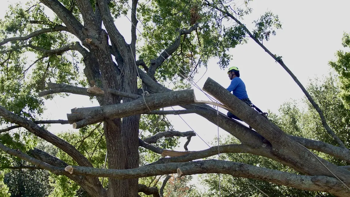 Professional Crown Thinning performed by certified arborists in Inavale