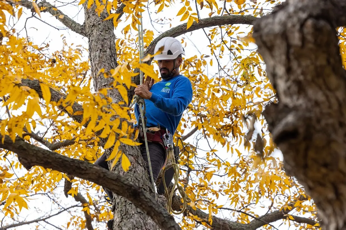 Skilled Tree Pruning crew working in Inavale